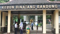 Mayoritas Satwa di Kebun Binatang Bandung Sehat