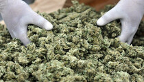 15,5 Ton Ganja Disita Polda Aceh Sejak Januari.