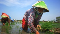 2013, BPS Mulai Lakukan Sensus Pertanian
