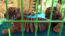  Populasi Harimau di Bukit Barisan Selatan Meningkat