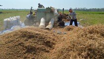 Distan: Target Produksi Kedelai Sumut Tertinggi di Sumatera