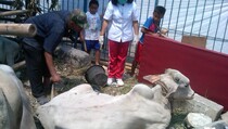 DKI Kerahkan 656 Petugas Periksa Hewan Kurban