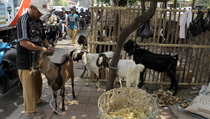 Daging Kurban Diminta Jangan Dikemas Kantong Plastik Hitam