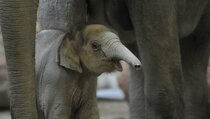 Populasi Bengkak, Zimbabwe Obral Gajah