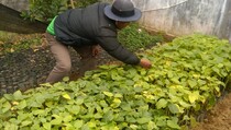 Cegah Kerusakan Lingkungan, Petani di Dieng Diversifikasi Tanaman