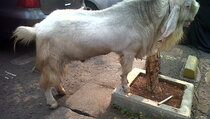Ini Dia Kambing Kurban Terberat Sedunia