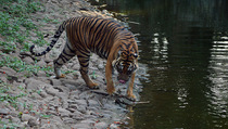 15 Harimau Sumatera di Leuser Dibunuh Setiap Tahun