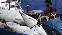 DKP Haltim Akui Pencurian Ikan Pengaruhi PAD 