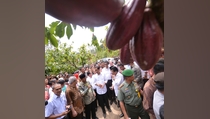 Tiba di Mamuju, Presiden Jokowi Tinjau Kebun Kakao