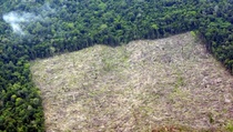Perambah Hutan TNGL Ditangkap