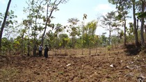 Baru 10% Lahan Marginal di Jateng yang Berhasil Dikelola 