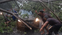 Pohon Tumbang, 1 Mobil Rusak dan 4 Orang Luka