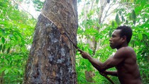 Petani Karimun Keluhkan Harga Karet Terus Anjlok