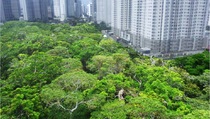 Pesisir Bengkulu Akan Dijadikan Hutan Kota