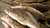 Riau Jajaki Kerja Sama Budi Daya Ikan dengan Norwegia