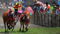 24 Pasang Sapi Berebut Piala Presiden 2015