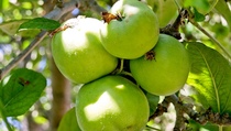 Distributor Buah Babel Siap Musnahkan Apel Berbakteri