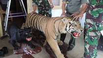 Penadah Kulit Harimau Berkeliaran di Jambi