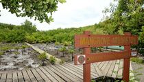 Honda Ajak Sahabat Satu Hati Tanam Pohon Mangrove