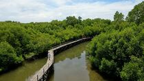 Pengunjung Padati Kawasan Wisata Mangrove Kulon Progo