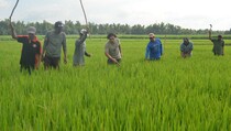 Pemkab Hulu Sungai Utara Beli Tikus Rp 1.000 Per Ekor 