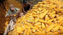 Pemkab Dompu Targetkan Produksi Jagung 280.000 Ton 