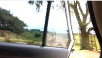 Video: Saat Singa Membuka Pintu Mobil Anda