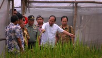 Menristekdikti: Padi Hasil Pengembangan Batan Segera Disebarluaskan
