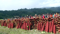 Papua Kembangkan 263 Ha Tanaman Buah Merah 