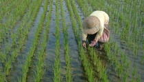 Produksi Padi di Jambi Naik 122.000 Ton