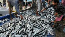 Gelombang Tinggi, Aktivitas Pelelangan Ikan di TPI Bengkulu Sepi