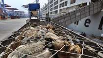 Australia Kesulitan Penuhi Permintaan Sapi Indonesia