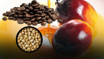 Harga CPO, Kopi, dan Kedelai Menguat