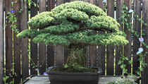 Bonsai Berusia 390 Tahun Ini Selamat dari Bom Atom di Hiroshima  