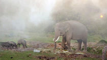 Gara-gara Kabut Asap, Gajah Liar Mengamuk di Riau