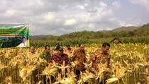 Bantu Peternak, Mentan Gelar OP Jagung 200 Ton