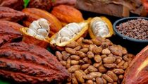 Industri Kakao Nilai Tambah bagi Petani Sultra