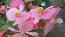 Begonia Jenis Baru Ditemukan di Pulau Seram