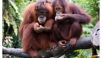 Kerusakan Habitat Ancam Populasi Orangutan