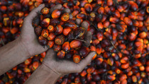 Petani Sawit di Jambi Dinilai Butuh Perlindungan Hukum