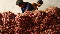Polda Sumut Amankan 6,5 Ton Bawang Merah Selundupan