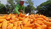 Petani di Bengkulu Tidak Tertarik Program 31.000 Hektare Jagung