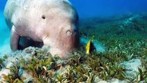 Penuh Luka, Dugong Ditemukan Mati Penuh Luka di Pantai Jepu-jepu