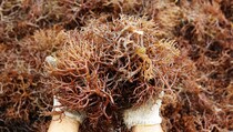 85% Memasok Rumput Laut Dunia, Utilisasi Industri Lokal Rendah