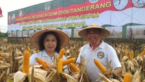 Dukung Swasembada, Japfa Serap Jagung Lokal
