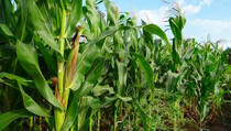Pengembangan Jagung di NTT Terhambat Sumber Air