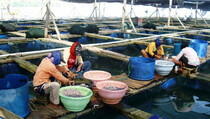 Produksi Perikanan Budidaya Capai 9 Juta Ton