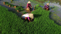 Tekan Impor, Produksi Pangan Dalam Negeri Penuhi Kebutuhan Nasional
