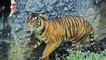 Populasi Harimau Sumatera di TNKS Tinggal 28 Ekor