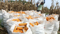 Sultra Targerkan Produktivitas Jagung Tujuh Ton Per Hektare